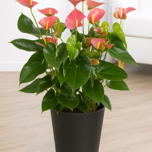 Plante d'Anthurium avec des fleurs rouges et feuillage vert brillant, dans un pot noir, posée au sol dans un intérieur moderne.