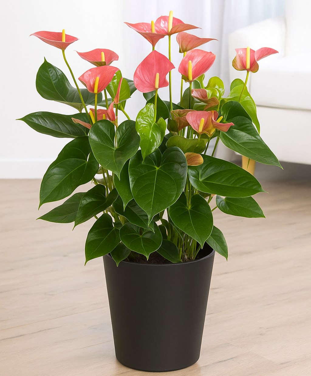 Plante d'Anthurium avec des fleurs rouges et feuillage vert brillant, dans un pot noir, posée au sol dans un intérieur moderne.