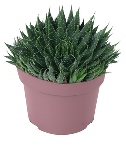 Aloe vera en pot rose - petite succulente originale à rosette compacte, parfaite pour les bureaux et petits espaces.