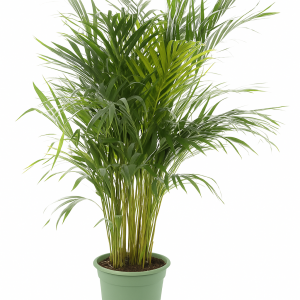 Palmier areca en pot vert clair - palmier d'intérieur élégant au feuillage fin, excellent pour ambiance tropicale.