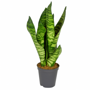 Sansevieria trifasciata (Langue de belle-mère) en pot noir - plante robuste au feuillage vertical zébré, idéale pour purifier l'air.