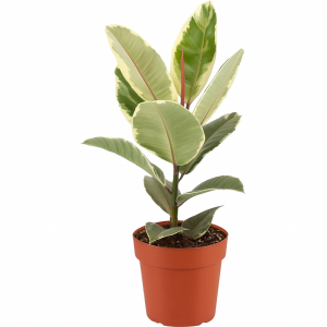 Ficus elastica Tineke à feuilles panachées vert crème, plante décorative et dépolluante tendance.