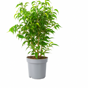 Ficus benjamina, arbuste d'intérieur à feuillage abondant, excellent purificateur d'air.