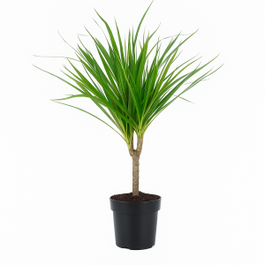 Dracaena marginata au feuillage fin et dressé, plante dépolluante parfaite pour bureau ou salon.
