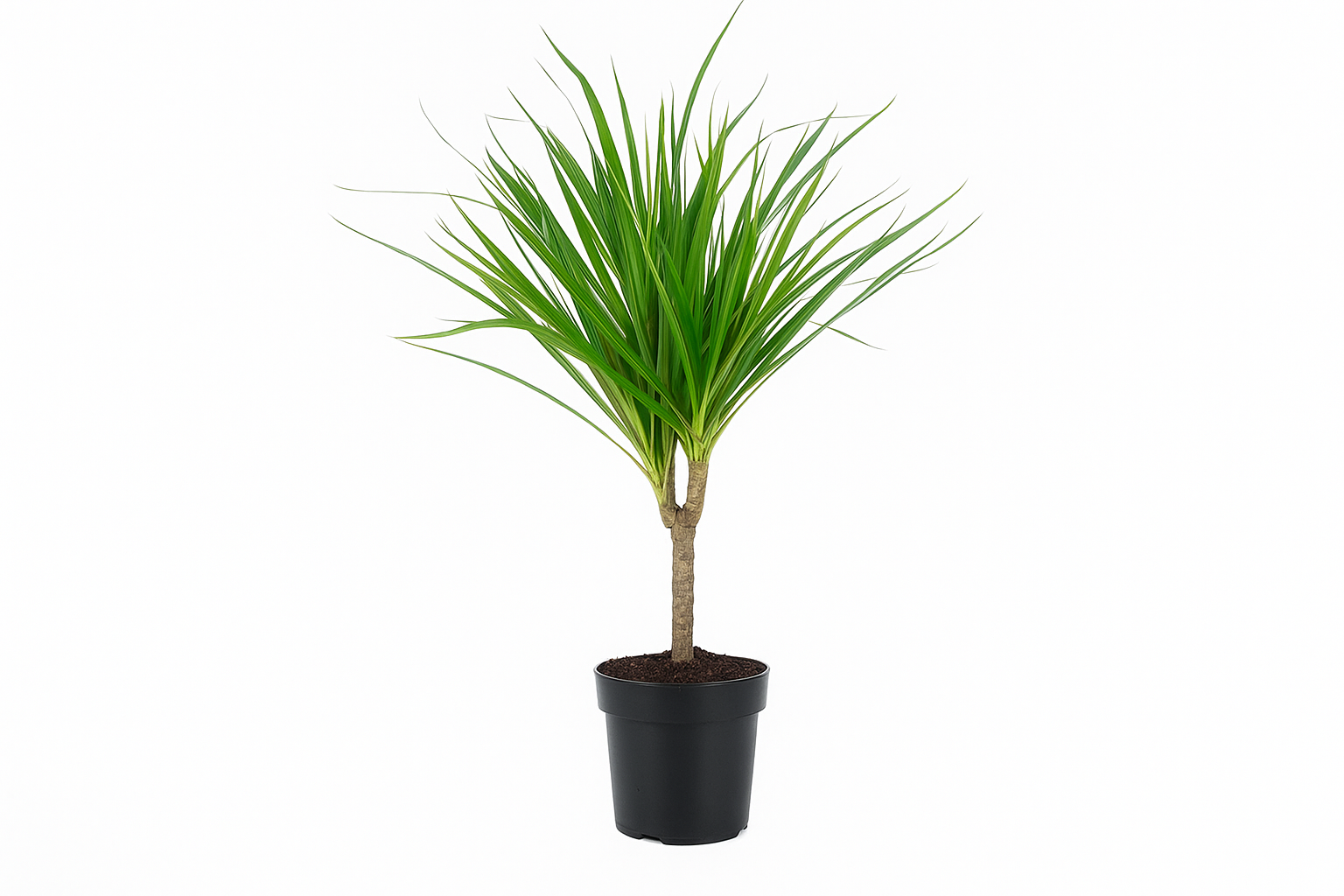 Dracaena marginata au feuillage fin et dressé, plante dépolluante parfaite pour bureau ou salon.