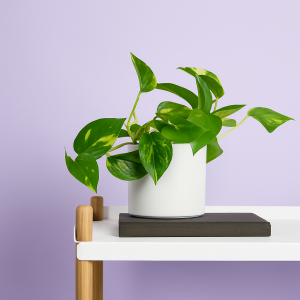 Plante Pothos doré dans un petit pot blanc posé sur une table blanche contre un mur lavande.