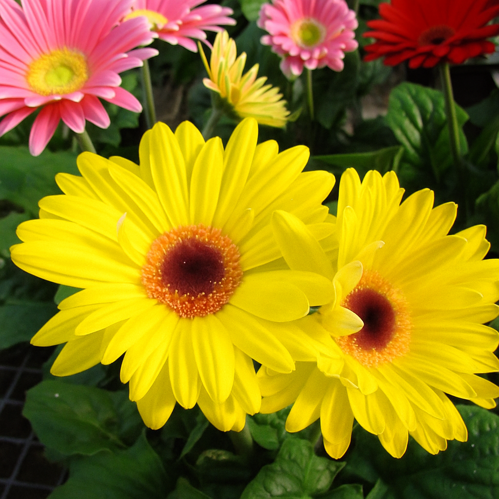 Deux fleurs de Gerbera jaunes en gros plan, entourées de fleurs roses et rouges en arrière-plan.