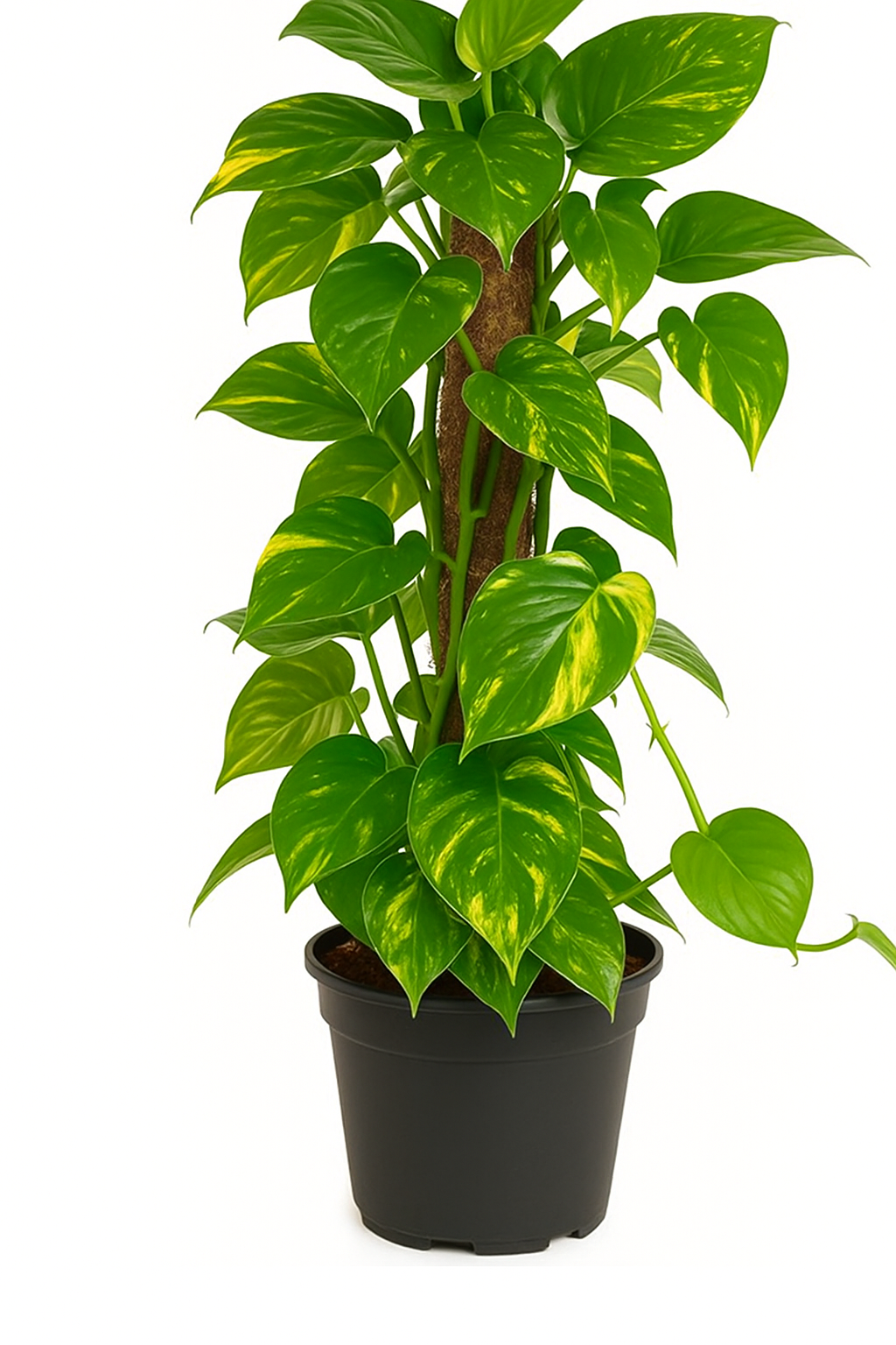 Lierre grimpant en pot noir, plante dépolluante idéale pour purifier l'air de la maison