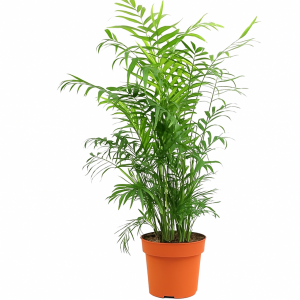 Chamaedorea elegans, palmier d’intérieur dépolluant pour maison ou bureau