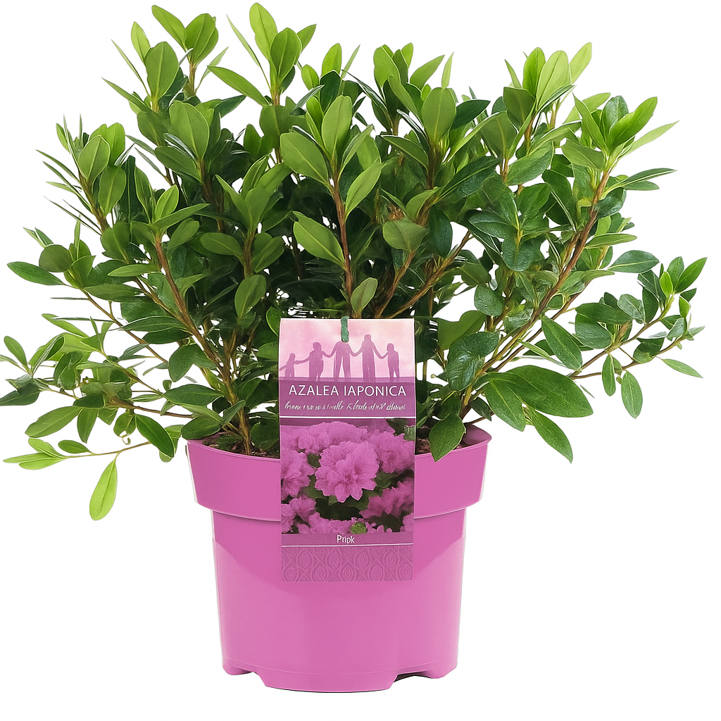 Azalée japonaise en pot rose, plante d'intérieur décorative et purificatrice d'air