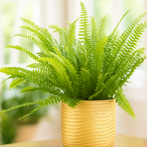 Fougère de Boston dans un cache-pot tressé, idéale comme plante dépolluante pour appartement