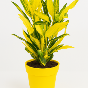 Croton jaune lumineux en pot, plante dépolluante maison qui absorbe les polluants de l'air.