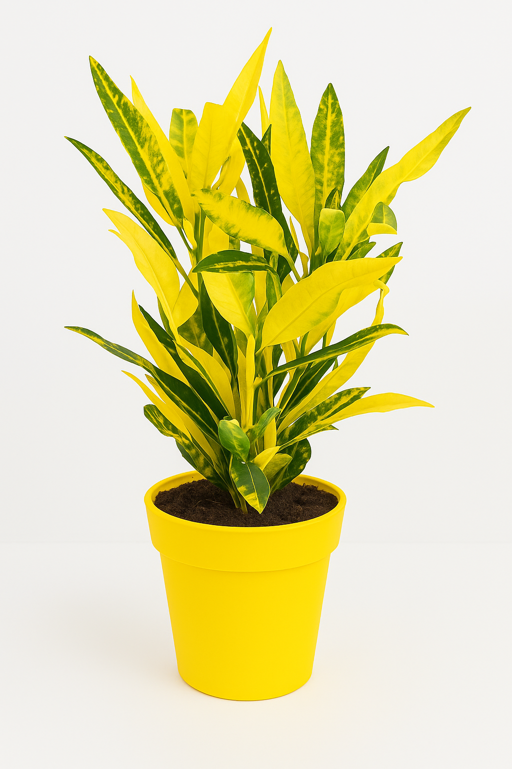 Croton jaune lumineux en pot, plante dépolluante maison qui absorbe les polluants de l'air.
