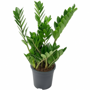 Plante qui purifie l'air Zamioculcas en pot noir, résistante et efficace contre les toxines.