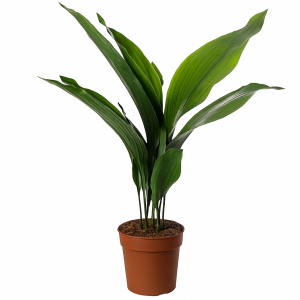 Plante dépolluante maison Aspidistra Elatior en pot, idéale pour purifier l'air intérieur naturellement.