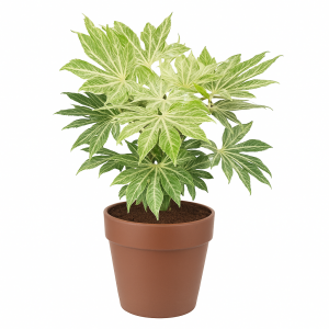Fatsia japonica en pot, plante dépolluante maison au feuillage graphique, idéale pour purifier l'air et décorer un salon ou un bureau naturellement.