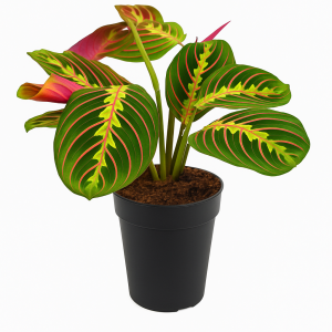 Maranta leuconeura, aussi appelée plante prière, absorbe les toxines présentes dans l'air intérieur et convient parfaitement aux appartements et chambres.