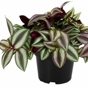 Tradescantia zebrina, plante dépolluante d'intérieur au feuillage panaché violet et argent, idéale pour purifier l'air dans un appartement ou une maison.