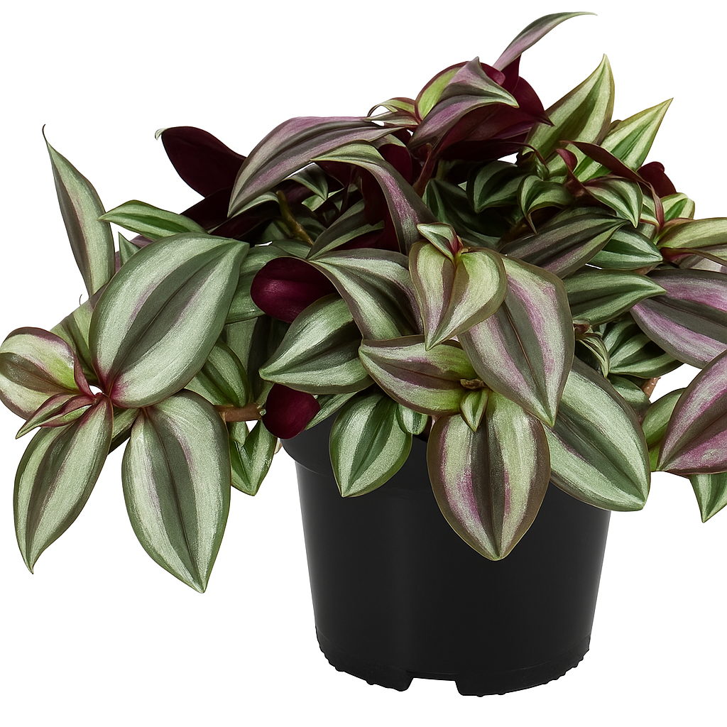 Tradescantia zebrina, plante dépolluante d'intérieur au feuillage panaché violet et argent, idéale pour purifier l'air dans un appartement ou une maison.