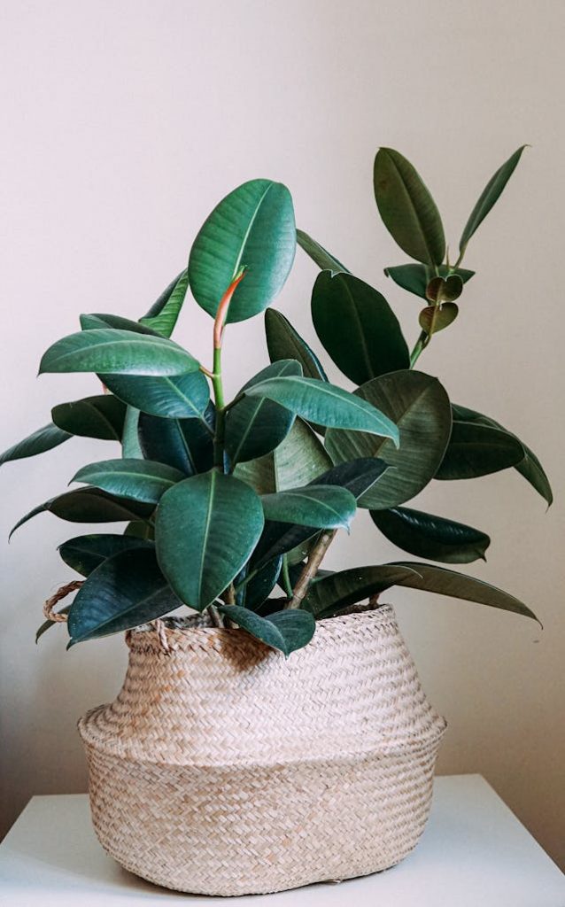 Ficus elastica en panier tressé - plante dépolluante idéale pour la maison, purifie l'air intérieur et absorbe les toxines comme le formaldéhyde